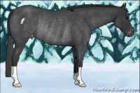 Horse Color:Blue Roan Appaloosa Rabicano 