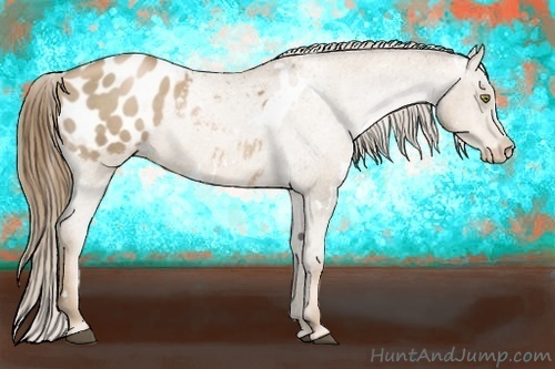 Horse Color:White Spotted Liver Chestnut Pearl Appaloosa 