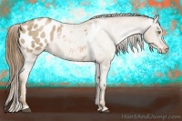 Horse Color:White Spotted Liver Chestnut Pearl Appaloosa 