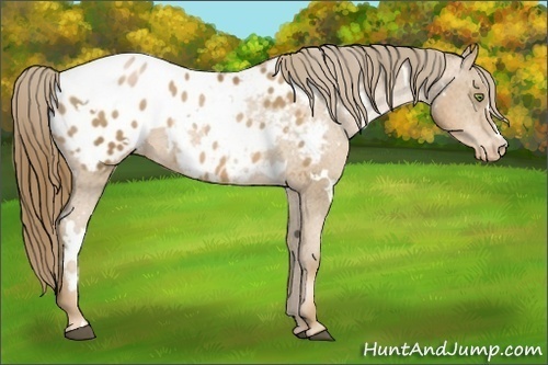 Horse Color:White Spotted Liver Chestnut Pearl Appaloosa 