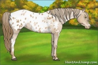 Horse Color:White Spotted Liver Chestnut Pearl Appaloosa