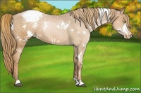 Horse Color:White Spotted Liver Chestnut Pearl Appaloosa 