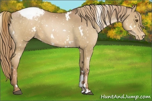 Horse Color:White Spotted Liver Chestnut Pearl Snowcap 