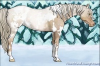 Horse Color:White Spotted Liver Chestnut Pearl Appaloosa 