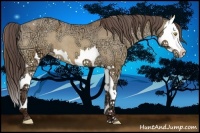 Horse Color:Sable Champagne Ice Splash Appaloosa 