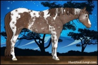 Horse Color:White Spotted Liver Chestnut Tobiano 