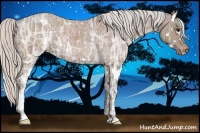 Horse Color:Silver Brown Ice Splash Appaloosa 
