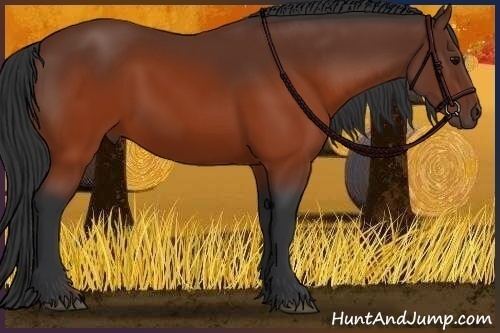 Horse Color:Brown 