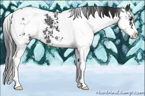Horse Color:Black Sabino Appaloosa 