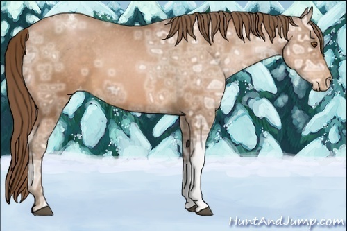 Horse Color:Bay Ice Pearl Appaloosa 