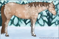 Horse Color:Bay Ice Pearl Appaloosa 
