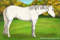 Horse Color:White Spotted Perlino Dun 