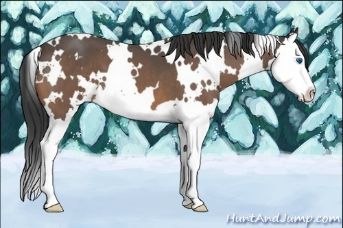 Horse Color:White Spotted Buckskin Roan Splash 