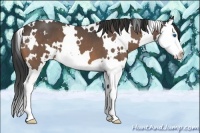 Horse Color:White Spotted Buckskin Roan Splash