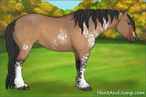 Horse Color:White Spotted Brown Dun 