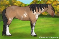 Horse Color:White Spotted Brown Dun