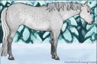 Horse Color:Silver Grullo Chinchilla 