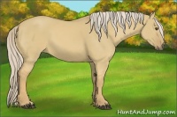 Horse Color:Palomino Dun 