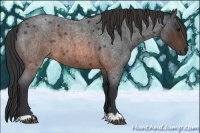 Horse Color:Brown Roan