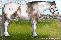 Horse Color:White Spotted Bay Varnish 
