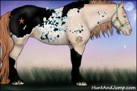Horse Color:White Spotted Buckskin Pearl Tobiano Appaloosa