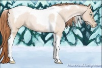 Horse Color:Buckskin Roan Pearl Tobiano 