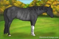 Horse Color:Black Rabicano 