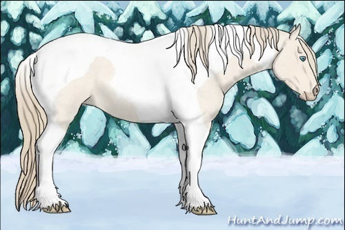 Horse Color:Perlino Roan Tobiano