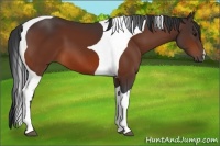 Horse Color:Bay Tobiano 