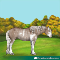 Horse Color:Silver Grullo Sabino Rabicano
