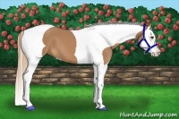 Horse Color:Chestnut Splash Tobiano