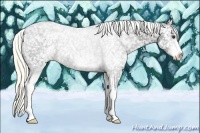 Horse Color:White Spotted Liver Chestnut Appaloosa 