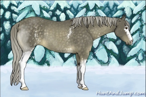 Horse Color:White Spotted Chocolate Palomino Rabicano 