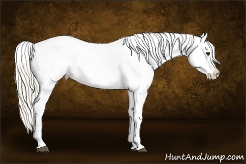 Horse Color:Palomino Splash Appaloosa 