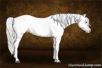 Horse Color:Palomino Splash Appaloosa 