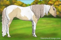 Horse Color:Palomino Dun Tobiano Rabicano