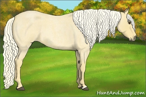 Horse Color:Palomino Roan 