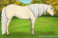 Horse Color:Palomino Roan 