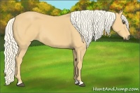 Horse Color:Palomino