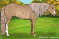 Horse Color:Palomino Rabicano