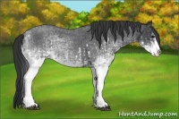 Horse Color:White Spotted Blue Roan Rabicano  and White Spotted Blue Roan Splash Rabicano 