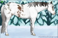 Horse Color:Liver Chestnut Sabino
