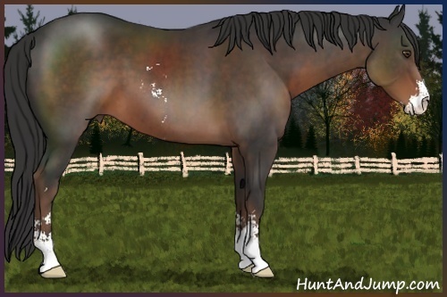 Horse Color:Liver Chestnut Sabino