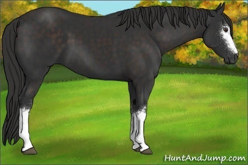 Horse Color:White Spotted Liver Chestnut 