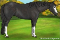 Horse Color:White Spotted Liver Chestnut