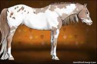 Horse Color:White Spotted Chestnut Frame Appaloosa 