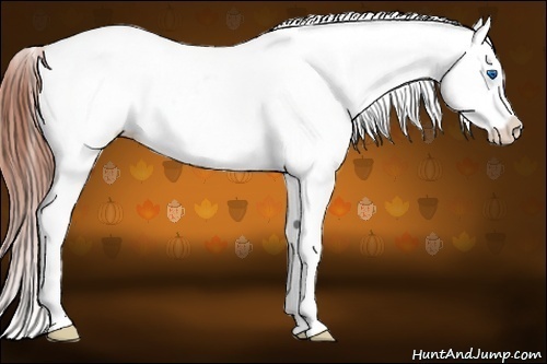 Horse Color:White Spotted Brown Splash Frame Appaloosa 