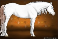 Horse Color:White Spotted Brown Splash Frame Appaloosa 