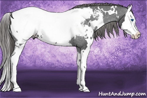 Horse Color:White Spotted Smoky Black Splash Snowcap