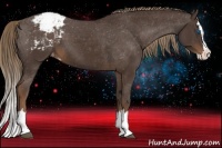 Horse Color:Liver Chestnut Sabino Splash Appaloosa 